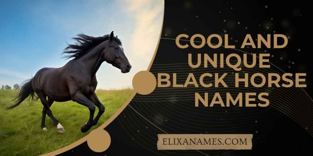 Cool and Unique Black Horse Names