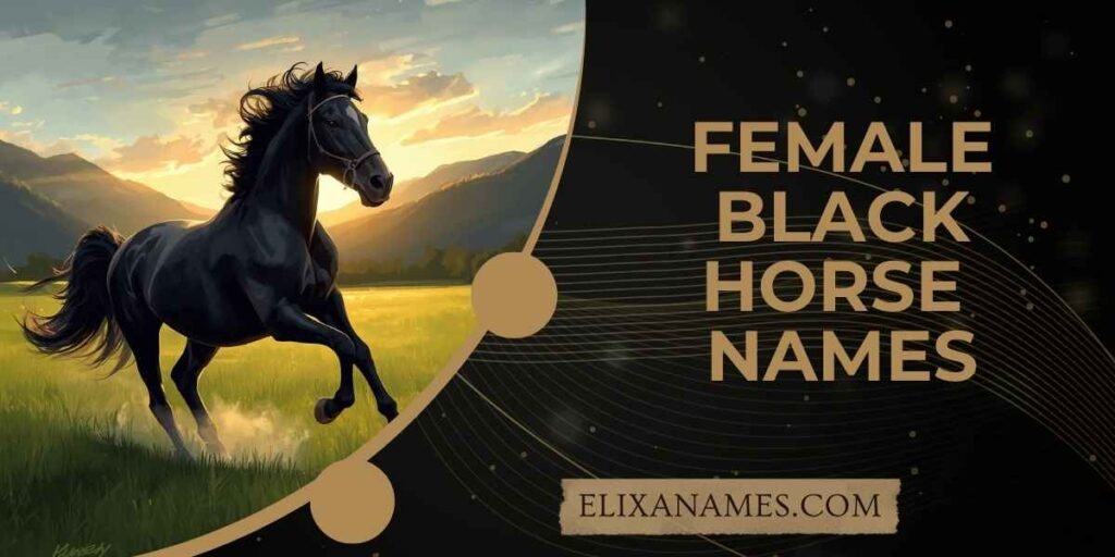 Female Black Horse Names