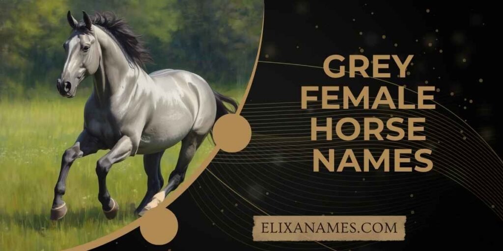 Grey Female Horse Names
