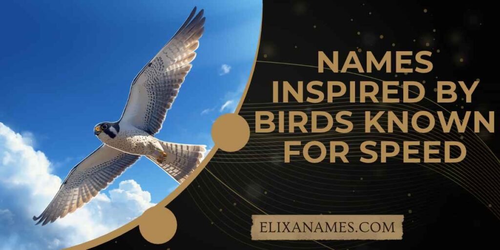 Names Inspired by Birds Known for Speed
