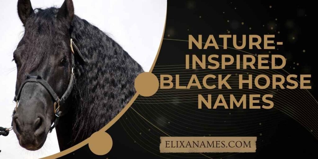 Nature-Inspired Black Horse Names