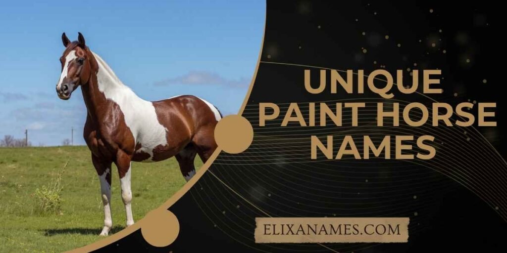 Unique Paint Horse Names
