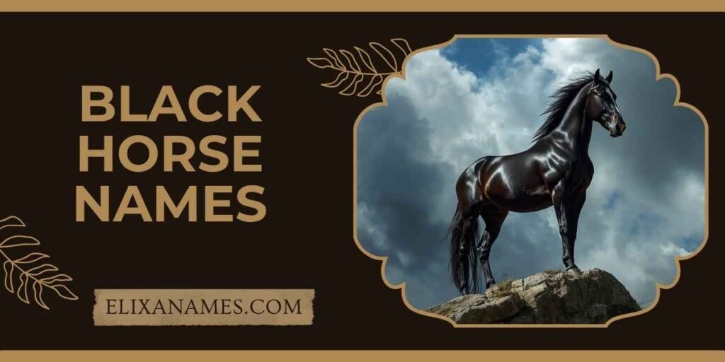 Black Horse Names
